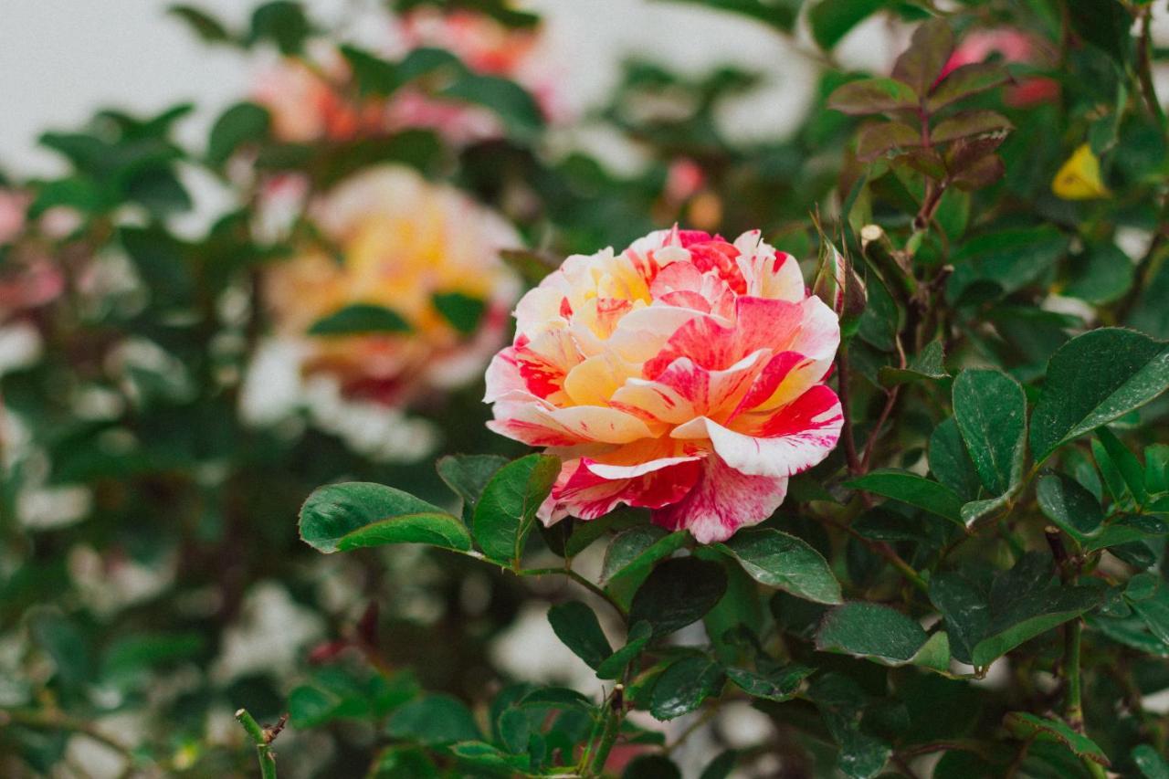 La Vie En Rose Villa دالات المظهر الخارجي الصورة